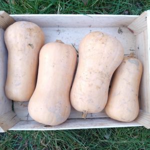 Courge butternut bio 1kg