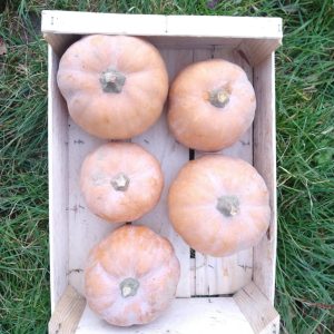 Courge carat bio 1kg