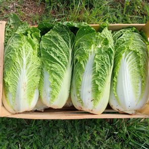 Chou chinois bio 1kg